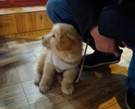 患病小金毛被系袋中,遗弃在大马路上,救出来后还坐在原地等主人 患病小金毛被系袋中,遗弃在大马路上,救出来后还坐在原地等主人