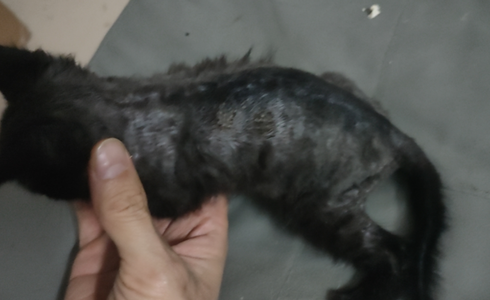 猫癣结痂是什么阶段了