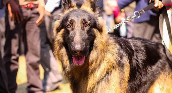 看家护卫犬排行哪前三名