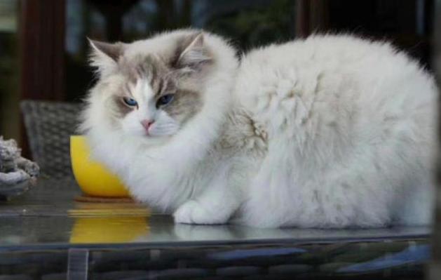 爱美食的猫妹妹是真吃吗 爱美食的猫妹妹是真吃吗