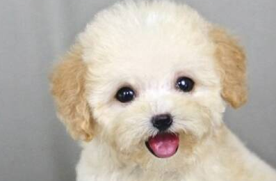 泰迪犬长得很可爱，为何大多数人不愿意养？这5点让人难以接受