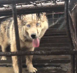 狗肉车上的二哈,眼里充满恐慌,被雨淋得想逃生 狗肉车上的二哈,眼里充满恐慌,被雨淋得想逃生