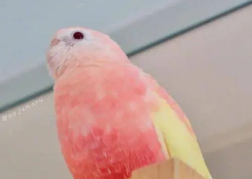 粉色秋草鹦鹉好养吗