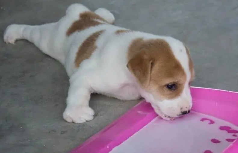啥叫星期犬的症状有哪些