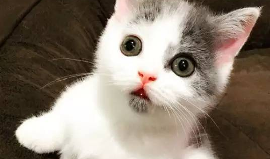 惊讶猫好不好养