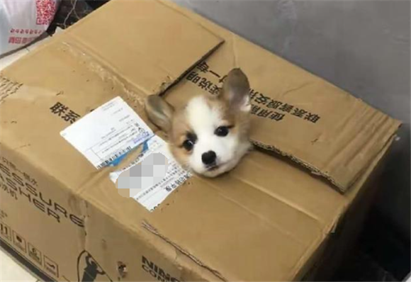 快递狗狗需要什么手续 快递狗狗需要什么手续