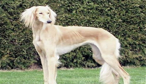 沙克犬和灵提犬哪个好