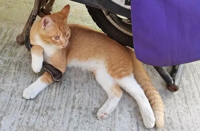 橘雀猫稀有吗