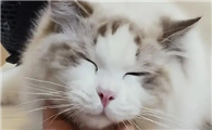 猫眼睛一边眯着眼一边正常