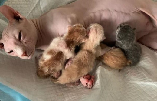 猫下崽子怎么接生 猫下崽子怎么接生