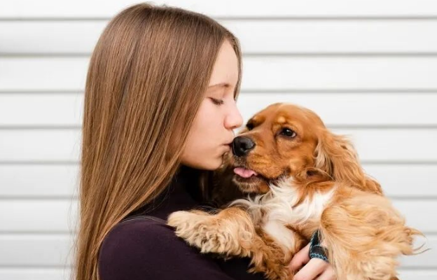 可卡犬掉毛吗？怎么减少可卡犬掉毛的情况