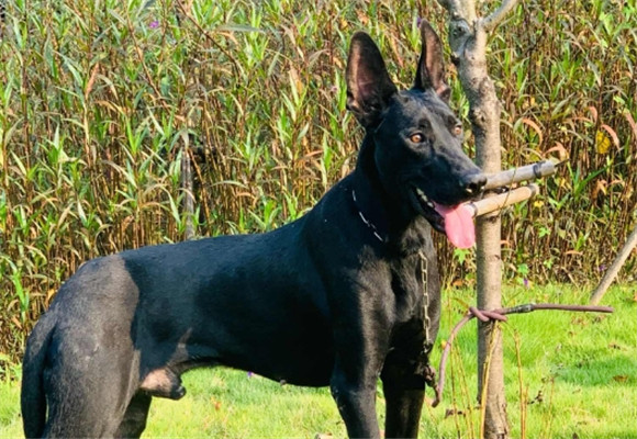 黑狼犬的智商和忠诚度