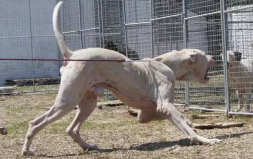 库达犬和中亚哪个厉害 库达犬和中亚哪个厉害