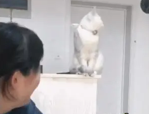 猫咪看到主人抱别的猫,气得转头看门:你再这样我就离家出走 猫咪看到主人抱别的猫,气得转头看门:你再这样我就离家出走