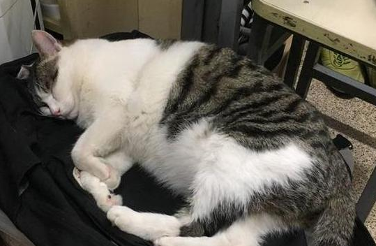 猫咪趁主人睡着后一巴掌扇脸上，下一幕令人锥心的疼！