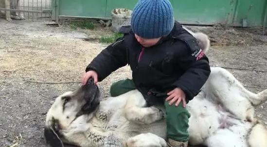 小孩骑狗有什么讲究吗 小孩骑狗有什么讲究吗