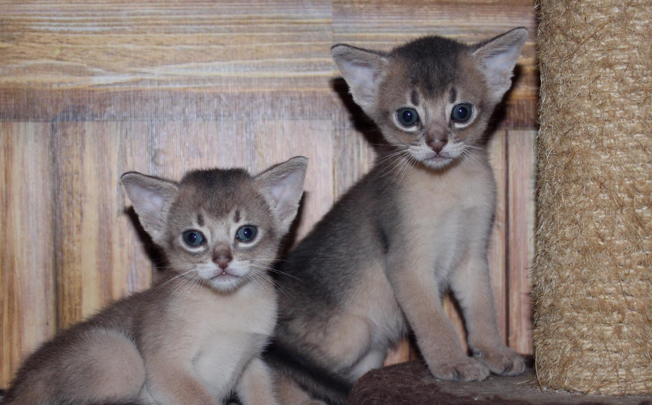 雀猫和阿比西尼亚猫 雀猫和阿比西尼亚猫