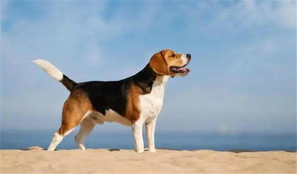 小型狩猎犬为什么脾气暴躁 小型狩猎犬为什么脾气暴躁