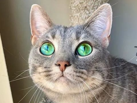 猫眼睛外圈黄内圈绿