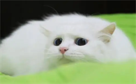 猫羊水破了一天一夜还没有生