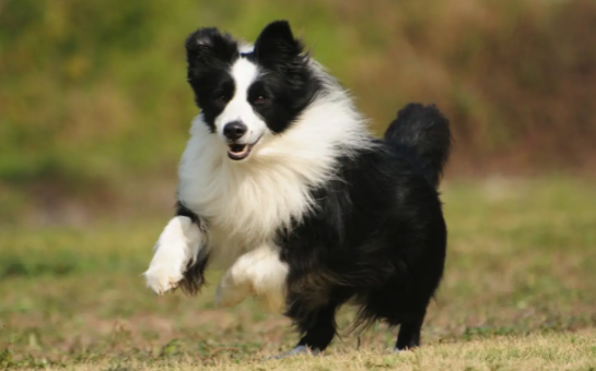 变异边境牧羊犬吉娃娃