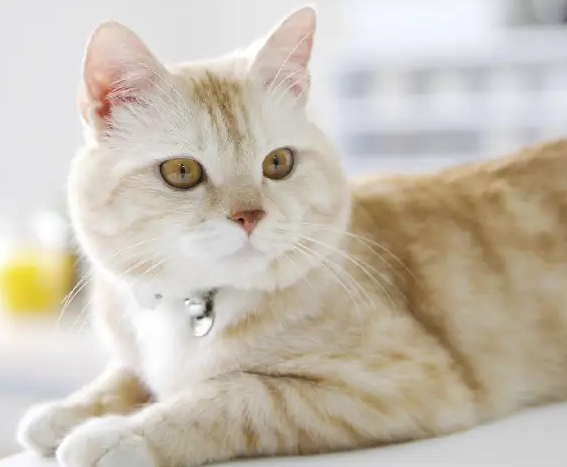 猫咬伤口图片特点