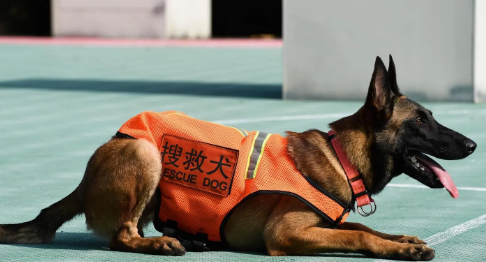搜救犬叮当还活着吗
