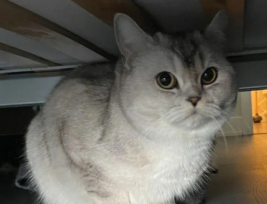 猫界最“怂”的6种猫,胆子比老鼠还小,中看不中用 猫界最“怂”的6种猫,胆子比老鼠还小,中看不中用