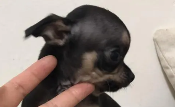 又像士狗又像吉娃娃的狗
