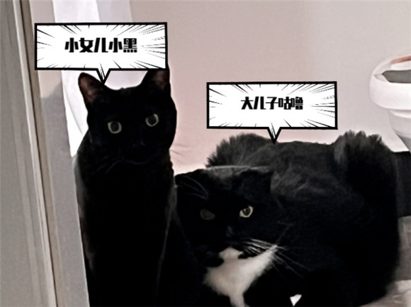 新手养猫攻略:养猫注意事项,新手养猫准备什么物品,超全养猫指南 新手养猫攻略:养猫注意事项,新手养猫准备什么物品,超全养猫指南