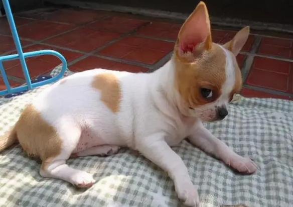 聪明的中小型犬排名 聪明的中小型犬排名