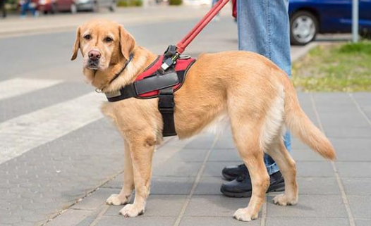 导盲犬真实感人故事
