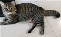 猫是中国本士生物吗