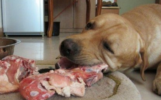 狗可以吃生肉么