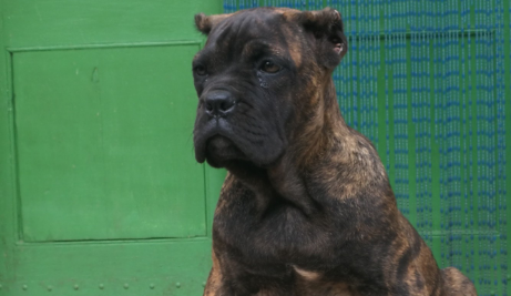 虎皮卡斯罗犬图片欣赏照片 虎皮卡斯罗犬图片欣赏照片