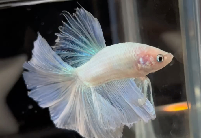 狗屎鱼能不能吃 狗屎鱼能不能吃