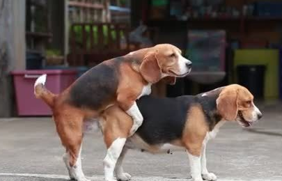 繁殖犬一年生几窝
