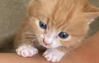 2个月的猫咪怎么喂养 2个月的猫咪怎么喂养