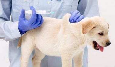 狗狗生下几天可以出窝 狗狗生下几天可以出窝