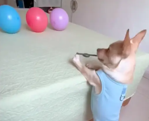 狗狗会用皮筋射中气球,而且是百发百中! 狗狗会用皮筋射中气球,而且是百发百中!