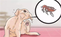 狗狗驱虫几天可以洗澡？狗狗驱虫前后需要注意的5个事项你知道吗？