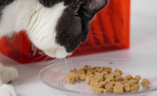 艾什卡普猫粮能吃吗 艾什卡普猫粮能吃吗