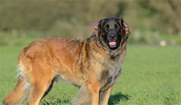 英国十大名犬