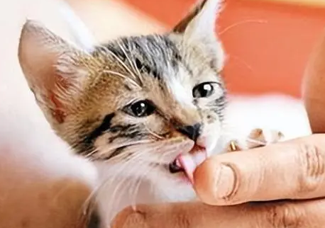 猫舔人手代表什么意思 猫舔人手代表什么意思