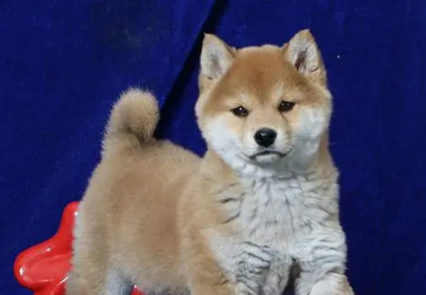 柴犬多少钱一只幼崽