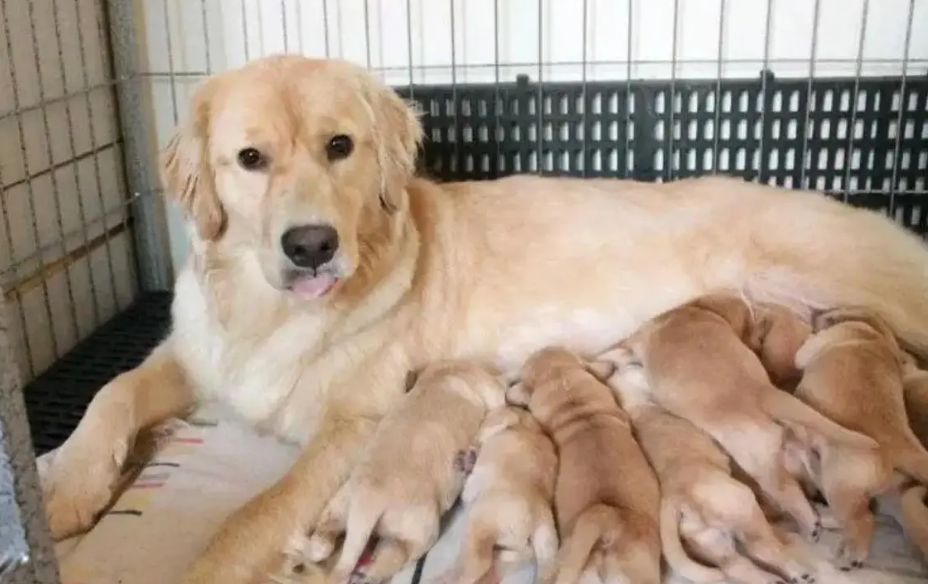 繁殖犬的寿命会短命吗 繁殖犬的寿命会短命吗
