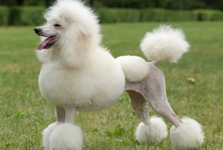贵宾犬没有尾巴是不是不好的狗