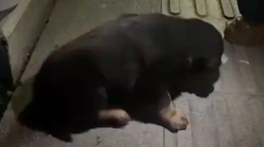 狗被车碾压瘫痪在路边,已养两只狗的女生再救助,遇上心软的神!