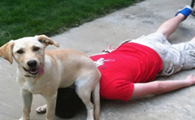 一条狗有这六个表现，说明把你当“爸妈”了