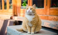 猫养几只好风水